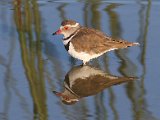 waders 3